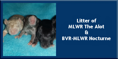 Litter of MLWR The Alot and BVR-MLWR Nocturne