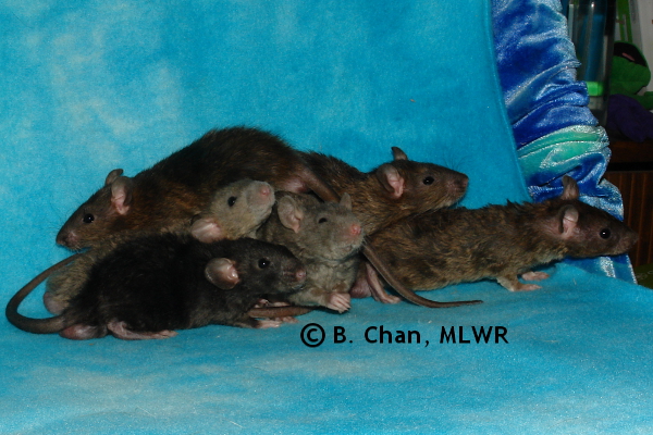 Whole Litter, 36 days old