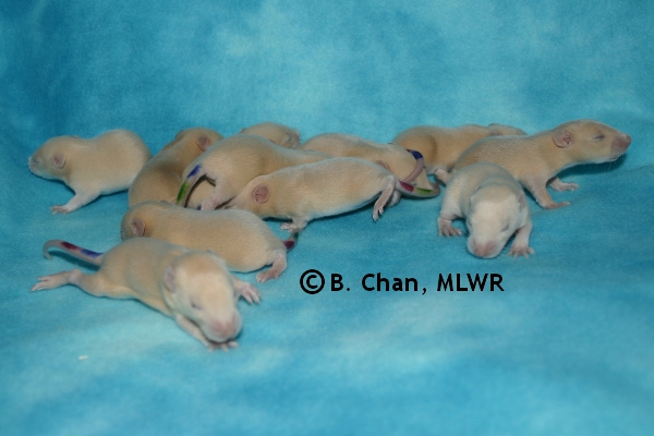 Whole Litter - Day 13
