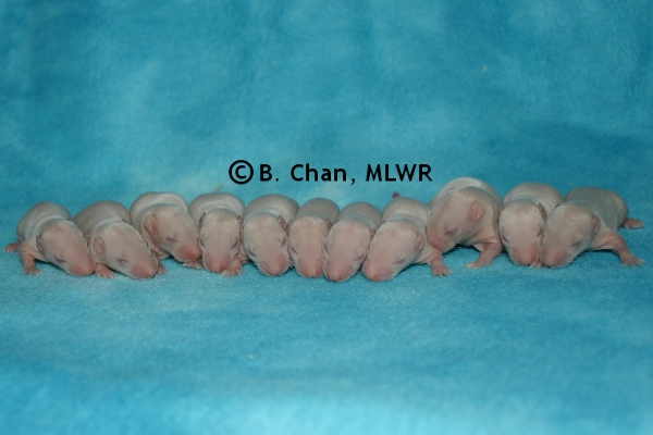 Whole Litter - Day 8