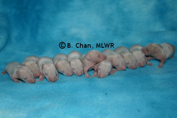 Whole Litter - Day 9