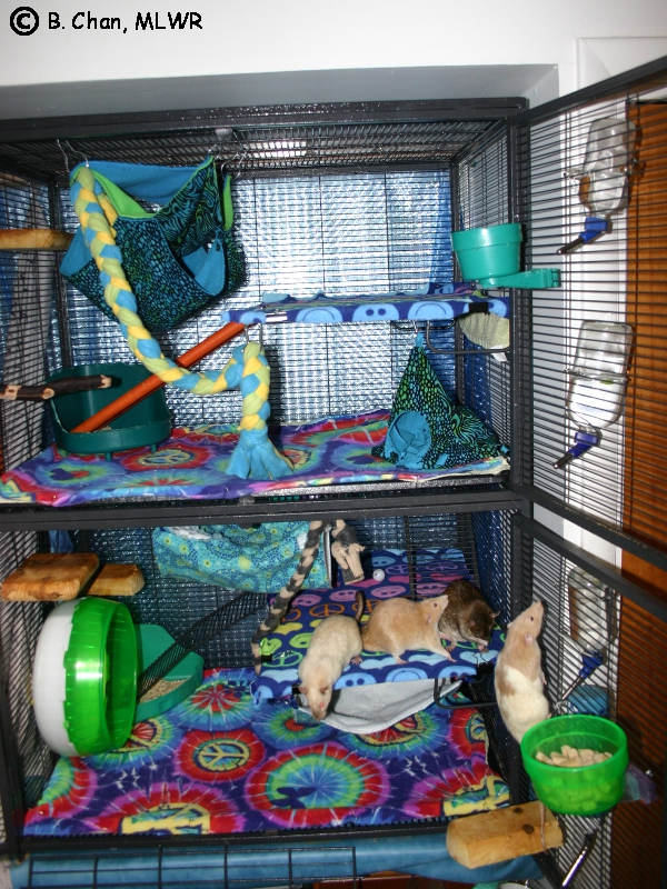 Double critter nation rat 2024 cage