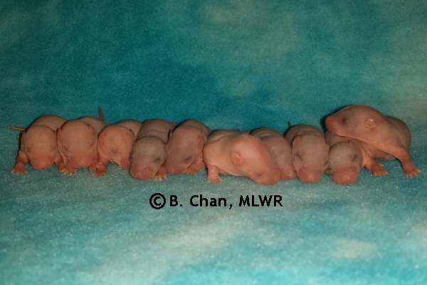 Whole Litter - Day 6