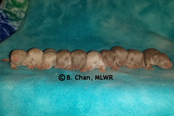 Whole Litter - Day 12