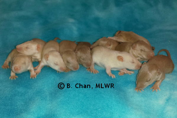 Whole Litter - Day 14