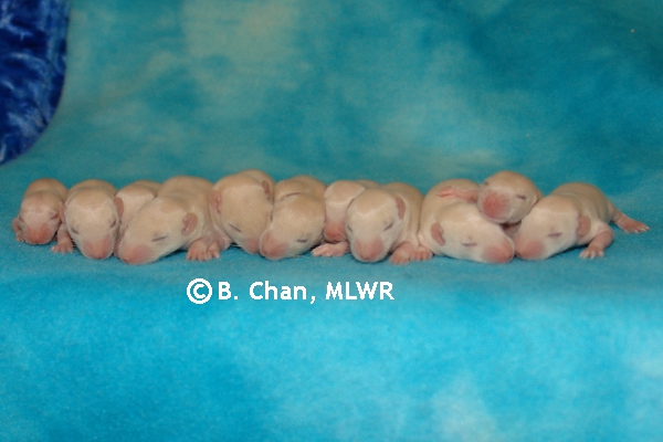 Whole Litter - Day 12
