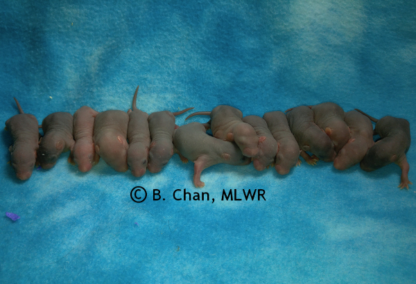 Whole litter - 6 days old