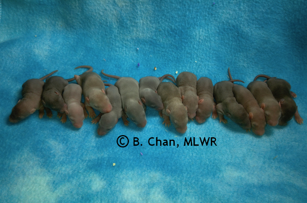 Whole litter - 9 days old