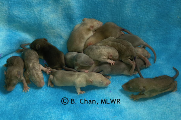 Whole litter - 13 days old