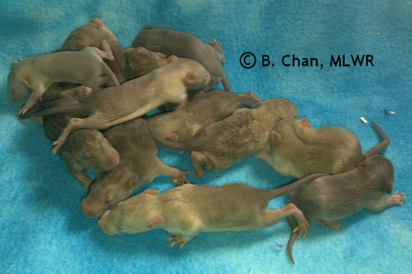 Whole litter - 14 days old