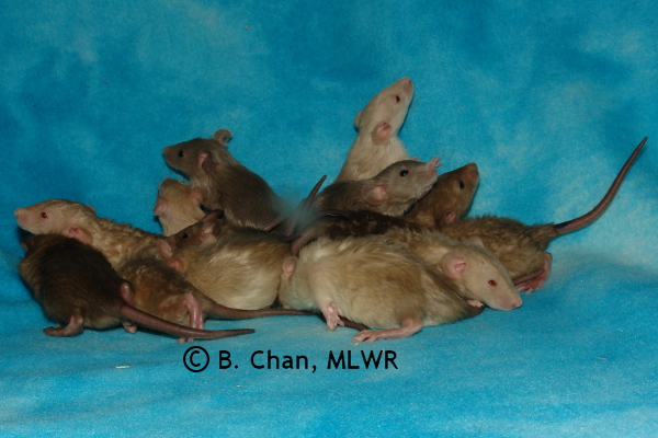 Whole litter - 21 days old