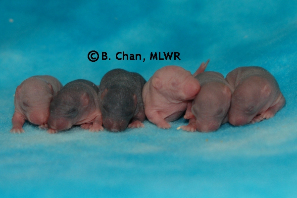 Whole Litter - Day 4