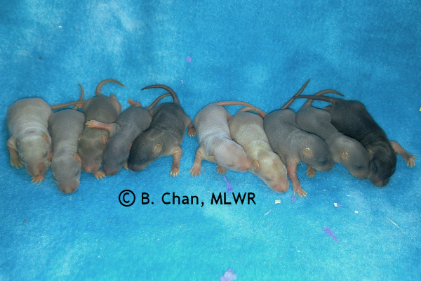 Whole litter - 7 days old