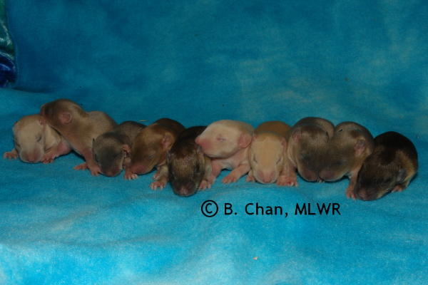Whole litter - 11 days old