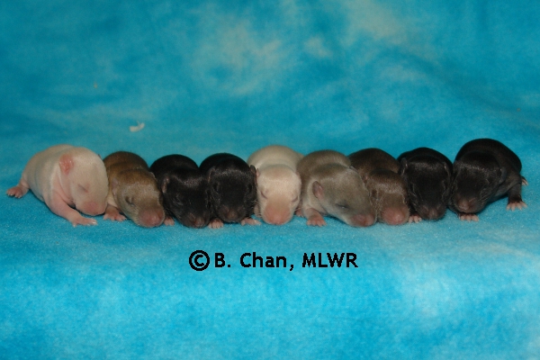 Whole Litter - Day 10