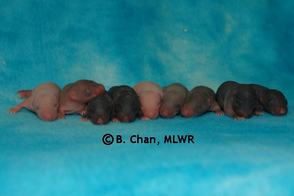 Whole Litter - Day 6