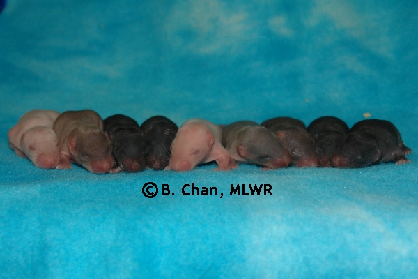 Whole Litter - Day 7
