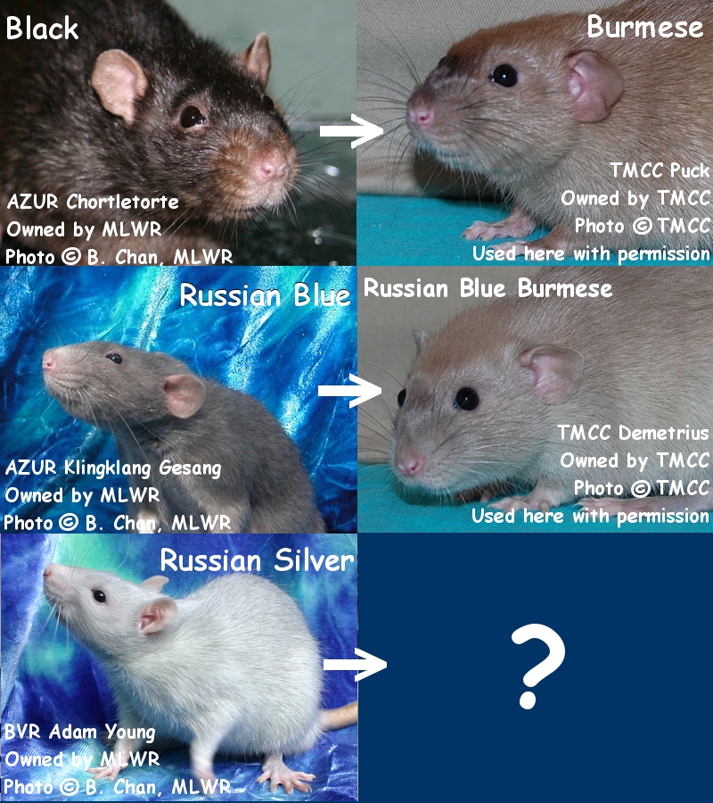 Burmese and Russian Silver Rats