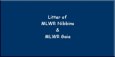 Litter of Nibbins and Gaia
