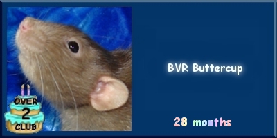 BVR Buttercup