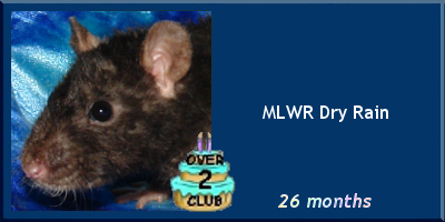 MLWR Dry Rain