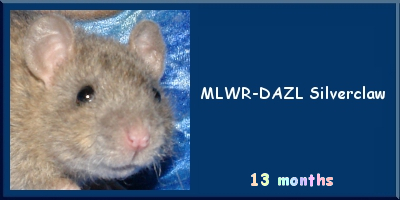 MLWR-DAZL Silverclaw