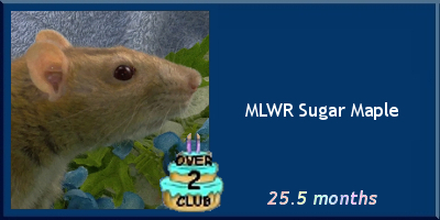MLWR Sugar Maple