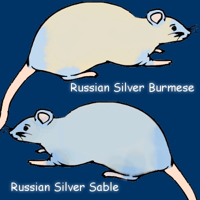 Russian Silver Burmese/Sable Concept